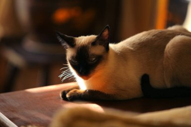 Siyam kedi sıcak güneşli bir gün güneşin içinde yatıyor