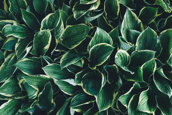 Vista de cima em folhas de hosta — Fotografia de Stock