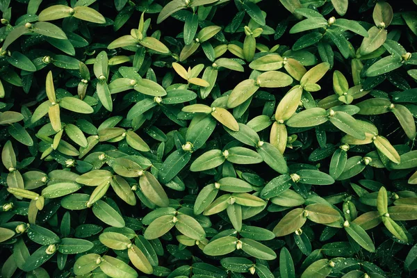 View From Above On Green Foliage — Stock Photo, Image