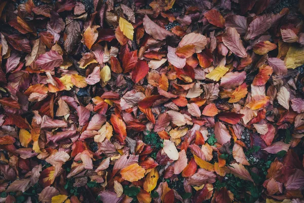 Hojas de otoño tiradas en el suelo —  Fotos de Stock