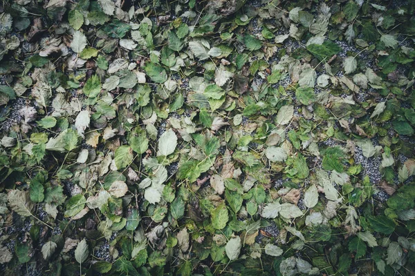 Herbstblätter — Stockfoto