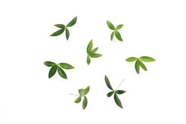 beyaz arkaplanda yeşil yapraklar