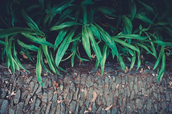 Зелене листя рослини — стокове фото