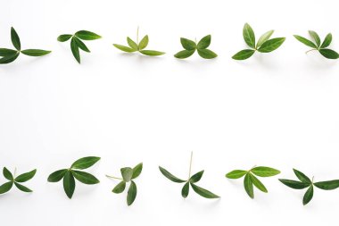 yeşil yapraklar arkaplan