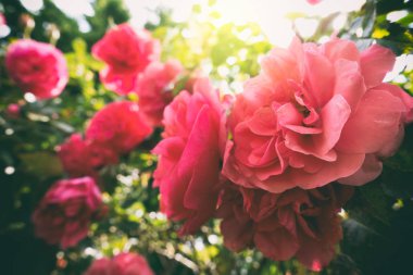 yumuşak pembe güller