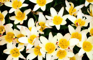 Yukarıdan Sarı Lale