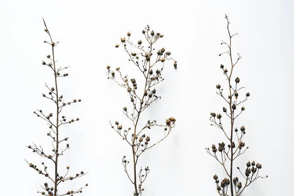 Сухие ветви на белом фоне — стоковое фото