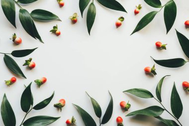 İle yeşil yaprakları ve kırmızı meyveler.