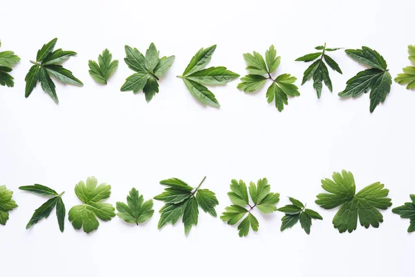 Green Leaves Frame — Stock Photo, Image