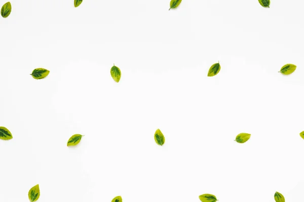 Green Leaves On White Background — Stock Photo, Image
