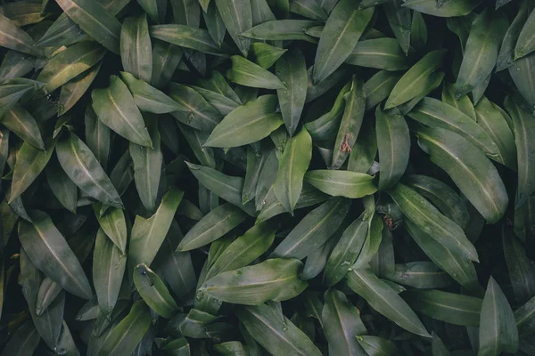 프레임 전체 녹색 단풍 — 스톡 사진