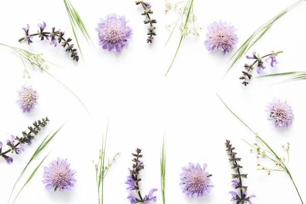 Meadow Flowers Frame — Stock Photo, Image