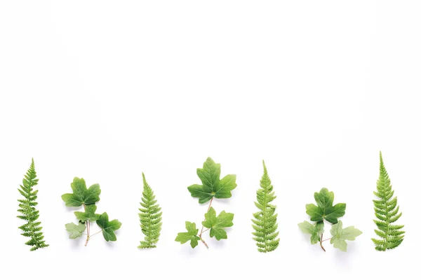 Green Leaves On White Background — Stock Photo, Image