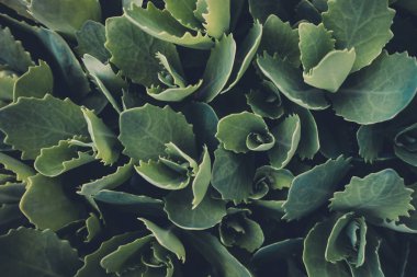 Yeşil yaprak dokusu