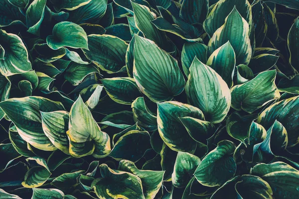 녹색 hosta 잎 — 스톡 사진