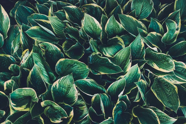 Листя зеленого хоста — стокове фото