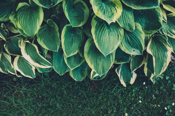녹색 hosta 잎 — 스톡 사진