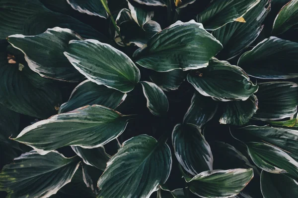 Groene hosta bladeren — Stockfoto