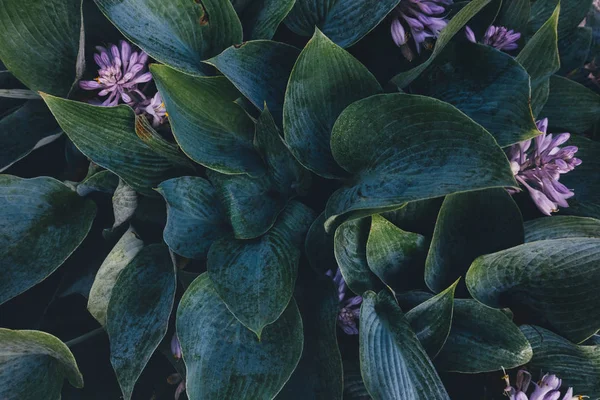 Green Hosta Leaves — Stock Photo, Image