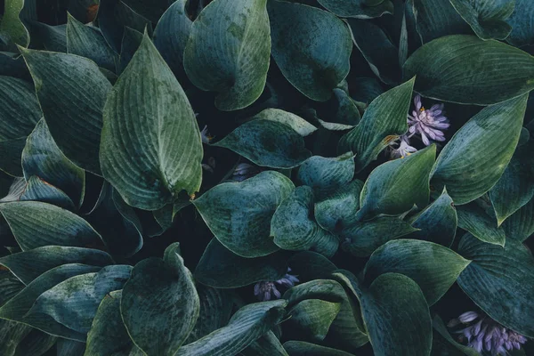 Groene hosta bladeren — Stockfoto