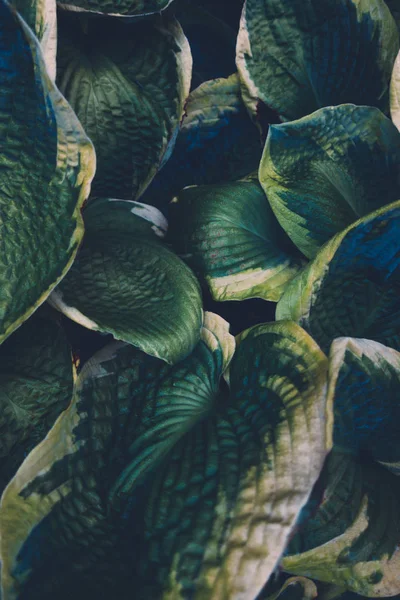 Groene hosta bladeren — Stockfoto