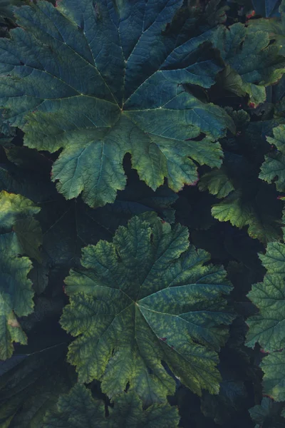 Karanlık gür yapraklar