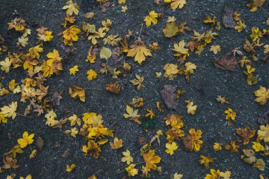 Sonbahar yaprakları yerde yatıyor..