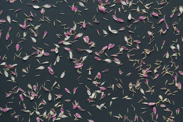 Rosa kronblad på mörk bakgrund — Stockfoto