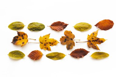 Renkli sonbahar yaprakları ile düzenleme