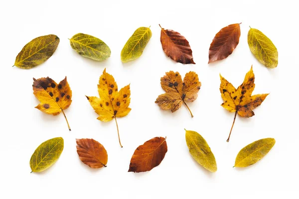 Arrangement With Colorful Autumn Leaves — Stock Photo, Image