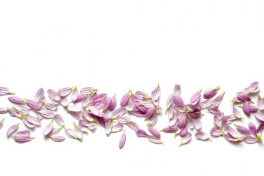 Beyaz arka plan üzerinde pembe yaprakları çiçek aranjmanı. Yukarıdan görüntülemek.