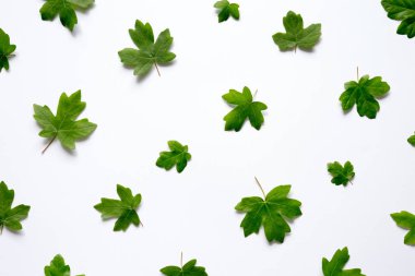 Bahar arka plan beyaz zemin üzerine yeşil yaprakları ile. Yukarıdan görüntülemek.