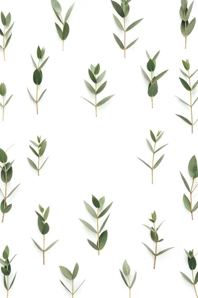 Quadro com folhas verdes no fundo branco — Fotografia de Stock