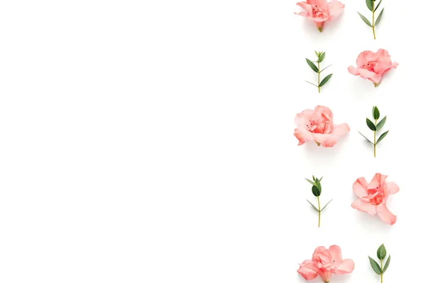 Fronteira com flores cor-de-rosa macias de Azalea e folhas verdes no branco B — Fotografia de Stock