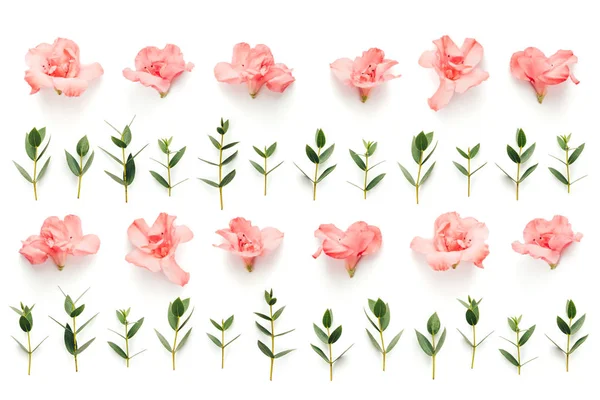 Padrão Com Flores Azáleas Rosa Suaves Folhas Verdes Fundo Branco — Fotografia de Stock