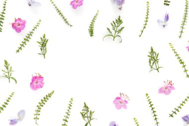 Beyaz arkaplanda çayır çiçekleri