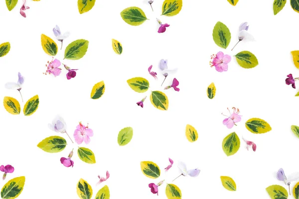 Louka květiny na bílém pozadí — Stock fotografie