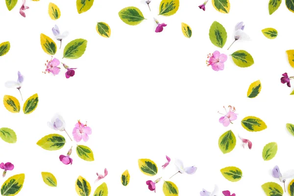 Jarní Pozadí Louka Květiny Bílém Pozadí Kopírovat Prostor — Stock fotografie