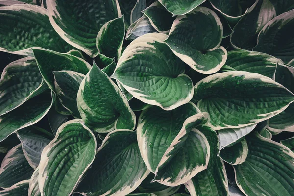 Vista de cima em folhas de hosta — Fotografia de Stock