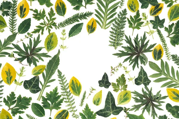 Zelená louka rostliny na bílém pozadí — Stock fotografie