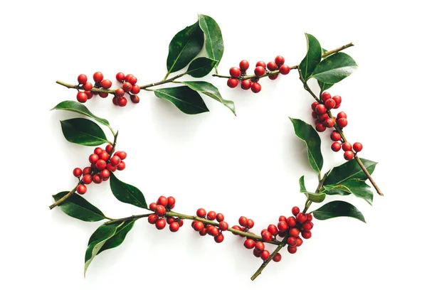 Beyaz Arkaplanda Ilex 'in Dalları