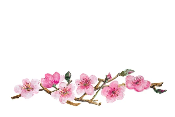 Flores de cerejeira em aquarela — Fotografia de Stock