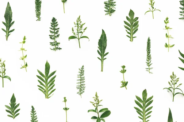 Μοτίβο με τα πράσινα φύλλα σε λευκό φόντο — Φωτογραφία Αρχείου