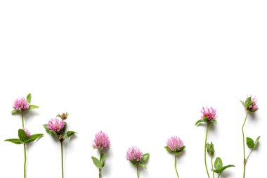 Spring Composition Made Of Pink Clover