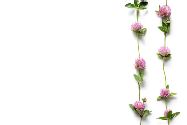Spring Composition Made Of Pink Clover