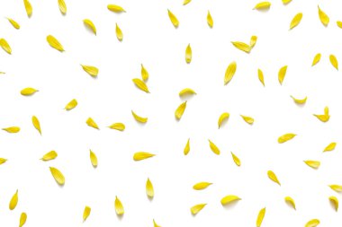 Beyaz arka planda sarı yapraklı çiçek aranjmanı. Yukarıdan bak. Düz yatıyordu.