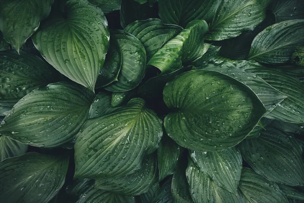 Voorjaarsachtergrond Met Groene Hosta Bladeren Volledig Beeld Uitzicht Van Bovenaf — Stockfoto