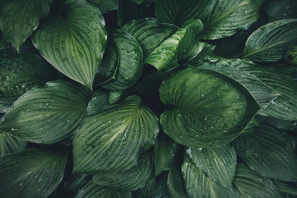 Spring background with green hosta leaves. Full frame. View from above.