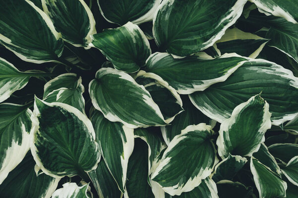 Spring background with green hosta leaves. Full frame. View from above.