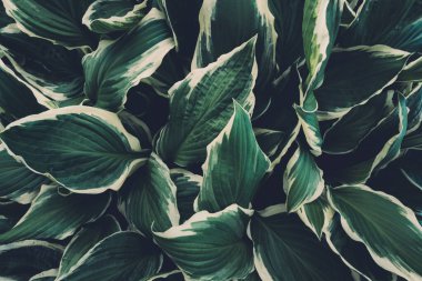 Yeşil hosta yapraklı bahar arkaplanı. Tam kare. Yukarıdan görüntüle.